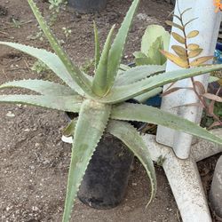 Aloe Vera Live Plants 