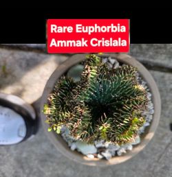 RARE CORAL CACTUS EUPHORBIA. SAN LORENZO. $25. ONLY 2 LEFT