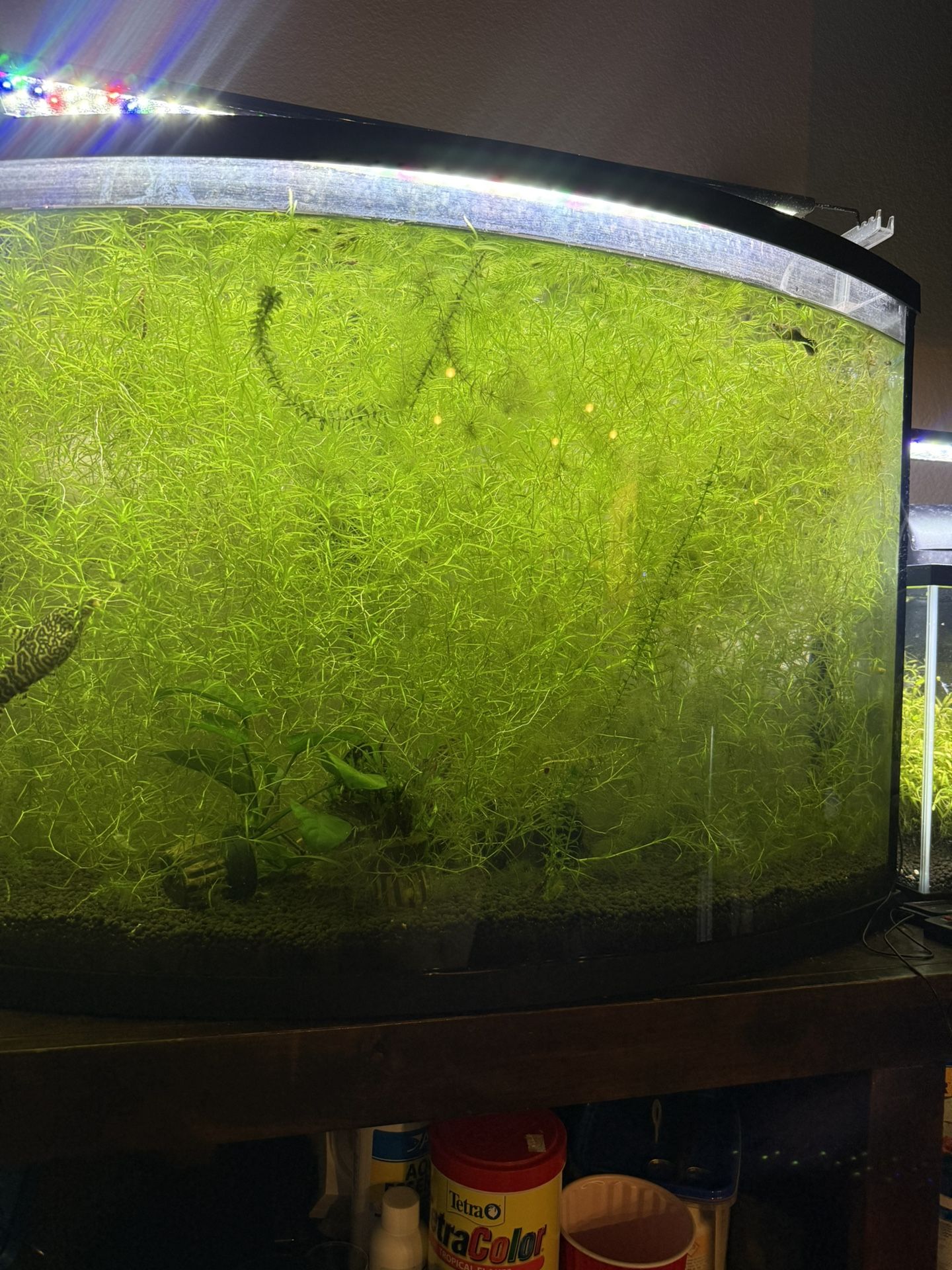 Guppy Grass (No Snails)