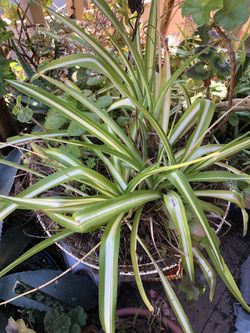 Spider plants
