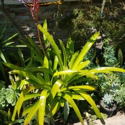 Potted Plant-Blooming (6/2/26)