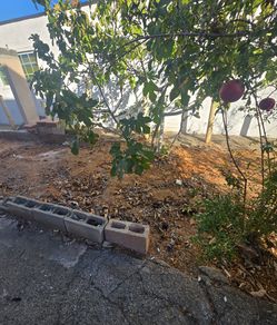 Fruit trees cheap pomegranate lemon peach