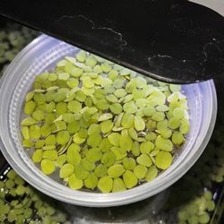 Aquatic Floating Fern,  Salvinia 