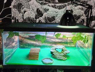 40 Gallon Beardie Setup - Arcadia ProT5 UVB Included