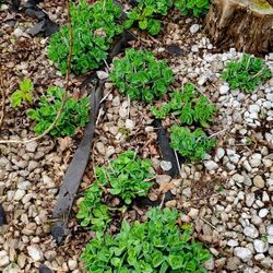 Perennial Autumn Joy Sedum

Plant $5.00 Each