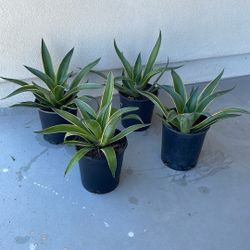 Agave Desmettiana Variegata.