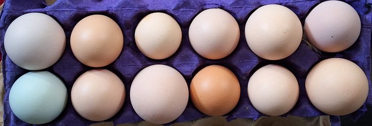 Eggs