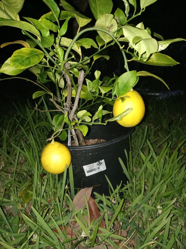 meyer lemon tree