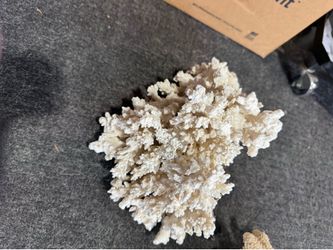 Free Coral