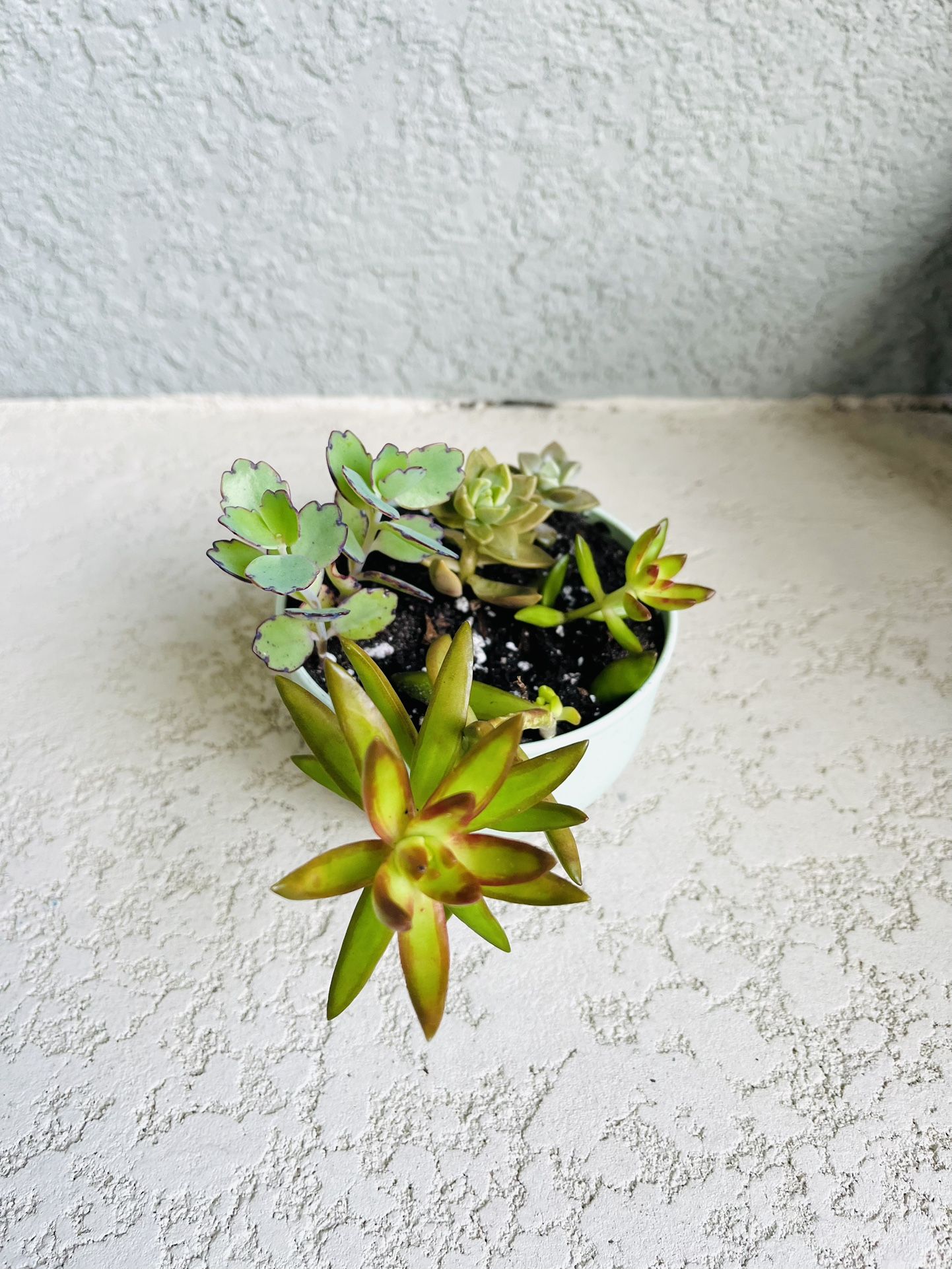 Succulents Plant 