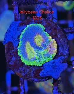 Decor Reef Tank Frag