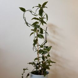 Climbing Plant-Spiderwort