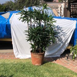 Rhapis Excelsa - Lady Palm