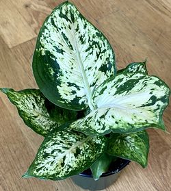 Dieffenbachia ‘Amy’ Plant / V-Day Sale ❤️ / Free Delivery Available  Thumbnail
