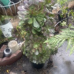Large Succulent 