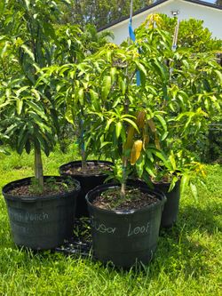 Sugarloaf grafted mango tree