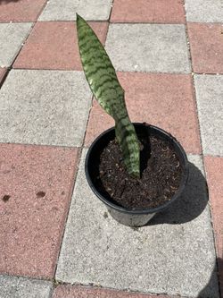 Snake Plant
