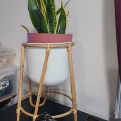 Natural Snake Plant 