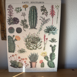 Cavallini vintage school chart mineralogy poster and Cavallini Cacti Succulents poster