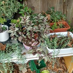Plant Sale 
