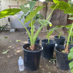 Elephant Ears $20 Each