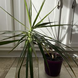 Dracena Marginata Plant