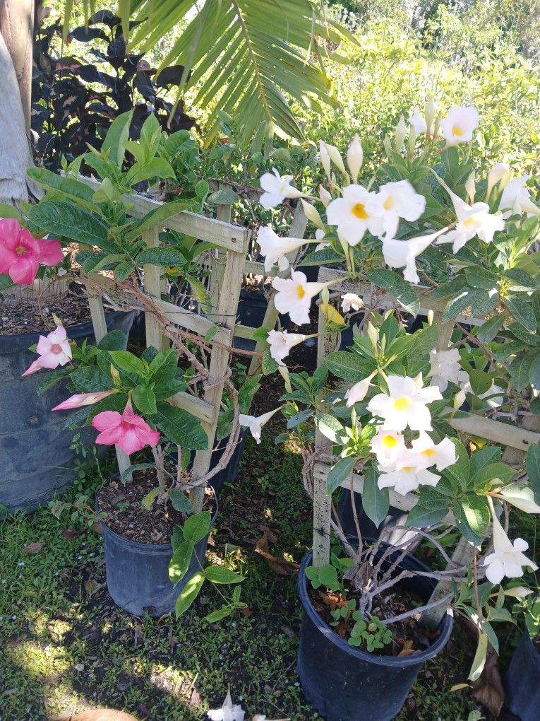 Mandevilla Plants On Sale Now $15