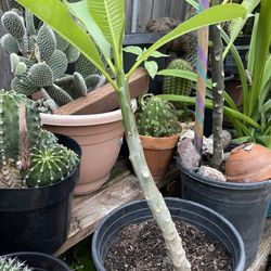 Plants/plantas
