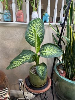 Live Tall Dieffenbachia Tropic Snow Plant with A New With a Ceramic Pot (Please read full description)