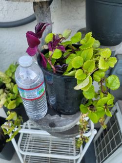 ORGANIC SWEDISH IVY AND PURPLE WANDERING JEW PLANTS.
