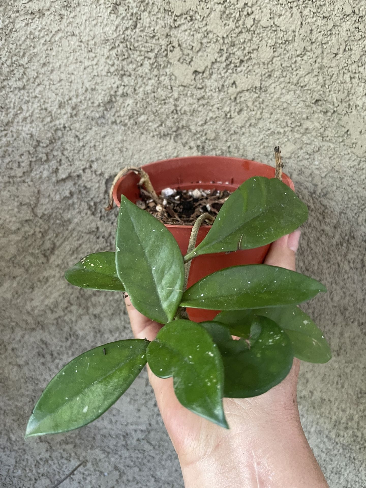 Hoya Plant