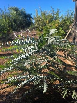 Eucalyptus bundles
