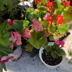 Flowers  Plants Varios  Each