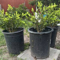 Japanese boxwood shrub