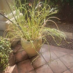Flower Pot