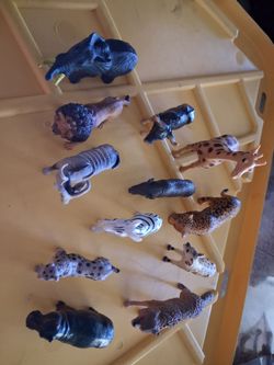 Wild animals