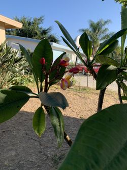 Plumeria clippings for sale