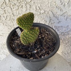 6 Inch Pot Cactus Plant - Optunia Microdasys Golden Swirl Cactus - Live Cacti - Rooted & Established - Drought Resistant - 🌵 