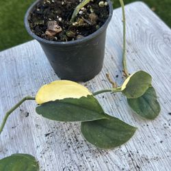 Scindapsus Jade Satin Vaerigated Plant