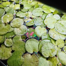 Tiger Frogbit