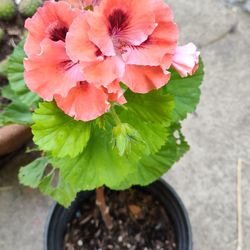Geranium O MalbaBluming