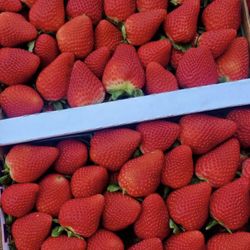 Farm high quality strawberries