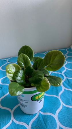African violet plant