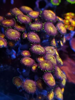 Nirvana zoa coral