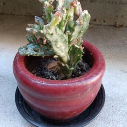 Opuntia Monacantha Variegata