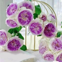 Rare European, Japan rose plants: Bluemoon stone rose,    Large blooming plant in 2 gallon pot  Price firm  Pick up only