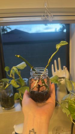 VERIGATED POTHOS. Plant Cutting Propagation in Water