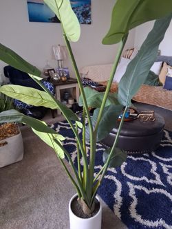 Extra tall banana Indoor plant