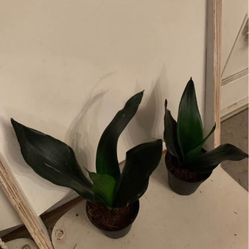 Dark Green Snake Plants!! $12 Each 