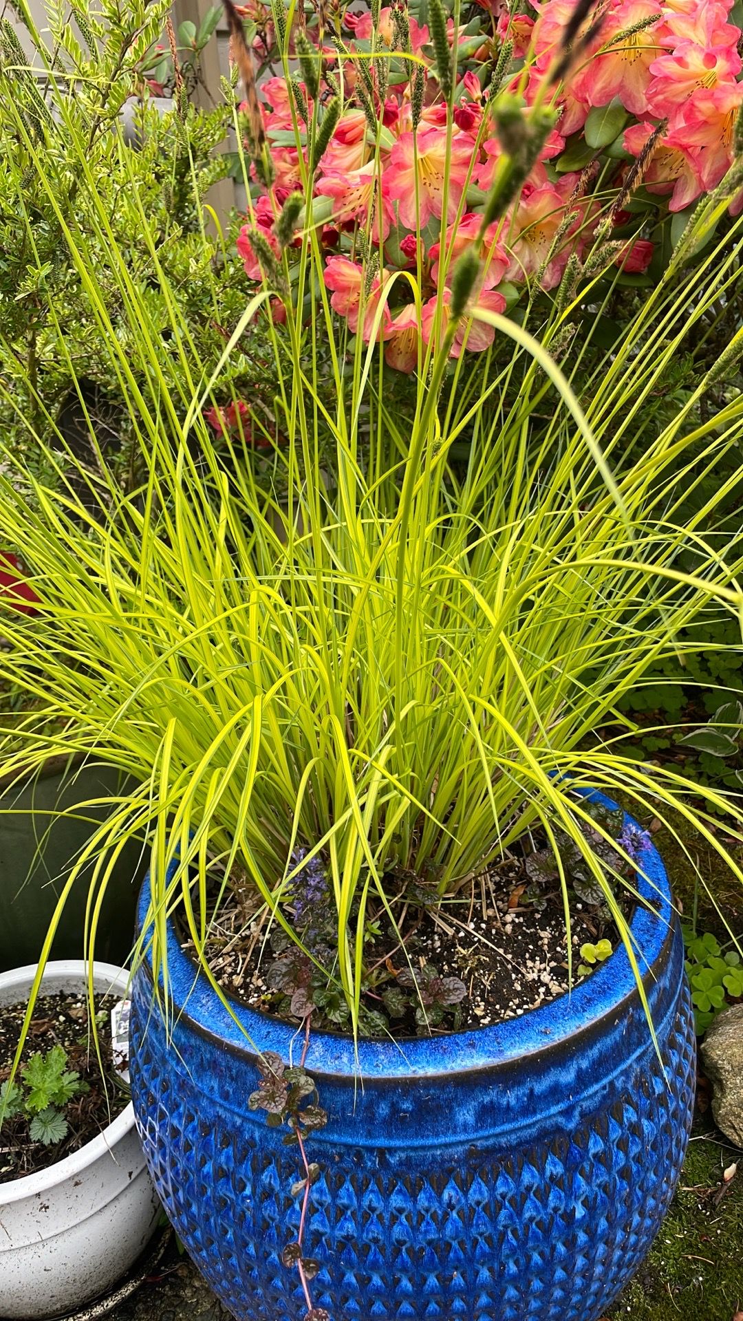 Carex Bowles golden